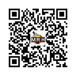 whats app brand